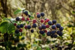 Ljekovitost kupine, cijela biljka je prirodna apoteka - Donosimo recepte za čaj, vino, rakiju i tinkturu za želudac