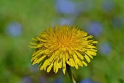 Zbog čega bi maslačak trebalo da uvrstite u svoju ishranu - Niz zdravstvenih benefita žutog cvijeta