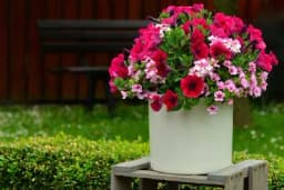 Dolazi sezona petunija, ako uradite jednu stvar cvjetaće do jeseni