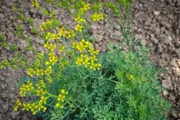 RUTA - Otrovna i ljekovita biljka, ima je skoro svako dvorište