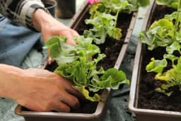 MUŠKATLE -  Način i vrijeme sadnje, zalivanje i prihranjivanje SVE NA JEDNOM MJESTU