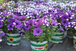 Kako da vam surfinija cvjeta od maja do oktobra