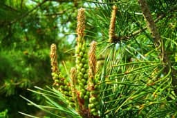 Eliksiri za iskašljavanje - Jedna biljka ekstremno pomaže ako se koristi po ovom receptu