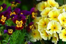 5 biljaka koje bi trebalo zasaditi do kraja aprila: Sada je njihovo vrijeme