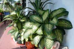 SAVJETI ZA OREZIVANJE DIFENBAHIJE - Krenuće da lista "kao luda", a imaćete i još jednu korist od toga