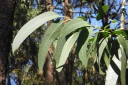 Pet prekrasnih vrsta drveća koje najbrže rastu