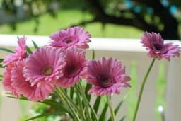 Gerberi - Kako ih uzgojiti u bašti ili saksiji?