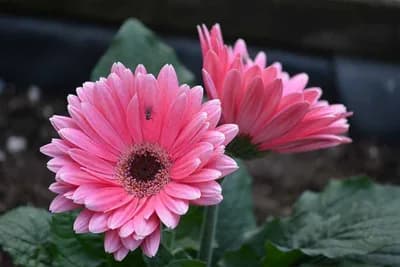 Savjeti za gajenje GERBERA - Ipak mogu cvjetati cijelo ljeto