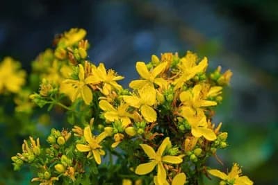 Zabranjeno sakupljanje osam vrsta biljaka i životinja u Srbiji