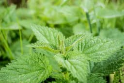 Savjet travara - Ovako se pravilno koristi kopriva
