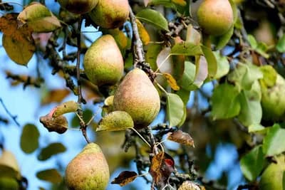 Voće jedne godine rađa, a druge nema ni jednog ploda - EVO KAKO TO DA SPRIJEČITE