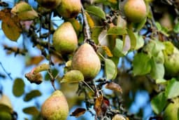 Voće jedne godine rađa, a druge nema ni jednog ploda - EVO KAKO TO DA SPRIJEČITE