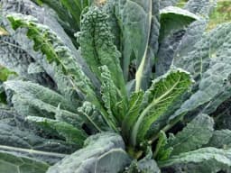 Sada se sije LISNATI KELJ - Jedna od najotpornijih povrtarskih kultura