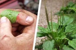 20 NARODNIH LIJEKOVA ZA 20 BOLESTI KOJE LIJEČI BOKVICA: Priroda se za sve postarala!