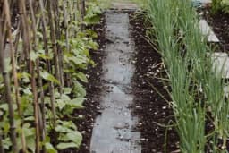 Ove biljke NIPOŠTO nemojte saditi pored LUKA u bašti - Ni jedno ni drugo vam neće uspjeti