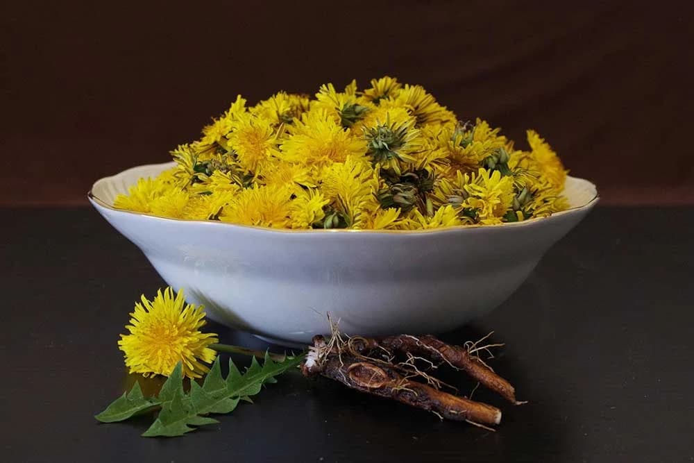 maslačak salata