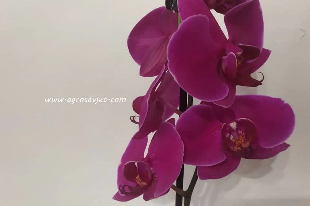 orhideja