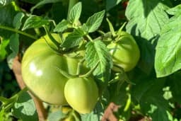 Kada i kako saditi paradajz na otvorenom za najbolje rezultate