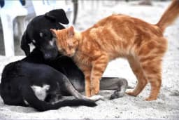 Rase pasa koje se odlično slažu s mačkama