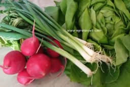 Zdravo i sezonsko - Top 6 vrsta povrća koje treba jesti u proljeće