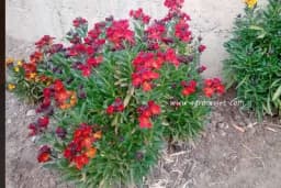 Jedan šeboj miriše kao hiljadu ljubičica - Savjeti za njegu ovog skromnog cvijeta