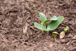 Osigurajte nicanje sjemena povrća uz ove metode