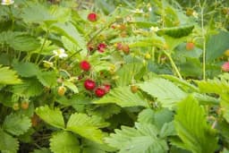 Jednostavne za uzgoj u dvorištu, ubirajte plodove sopstvenih ŠUMSKIH JAGODA