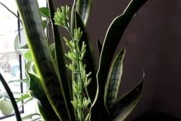 Kako da biljku SVEKRVIN JEZIK NATJERATE DA PROCVJETA - Miris ove biljke će vas oduševiti