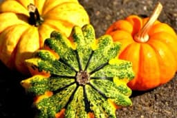 Posadite DEKORATIVNE TIKVE - Tokom ljeta uživajte u cvijetu i vriježi, a na jesen stižu ove mini ljepotice