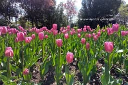 Infuzija za cvijeće od koje će rasti kao ludo, a pravi se od samo dva sastojka