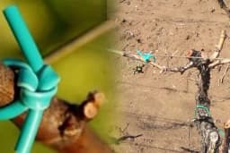 Kako ispravno vezati voćke i vinovu lozu?