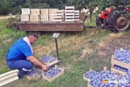 Voćari već brinu za plasman ovogodišnjeg roda