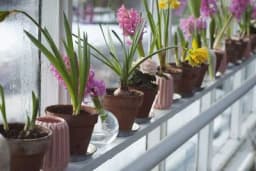 Kako uzgojiti ZUMBULE u kući?