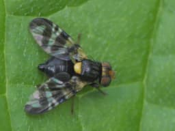 Insekt trešnjina muva može nanijeti štete veće od 90 posto