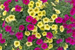 Cvijet zvani MILION ZVONČIĆA - Trpi jako sunce, lako je za održavanje i obožava ovu jeftinu prihranu