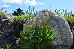 Raste na svakom koraku i čini čuda za zdravlje - Pomaže kod čireva, varenja, smiruje infekcije