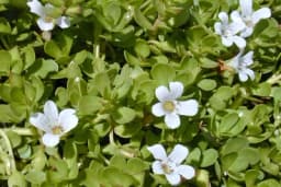 Brahmi - Saveznik bistrog uma