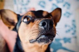 Šta sve psi saznaju njuškanjem?