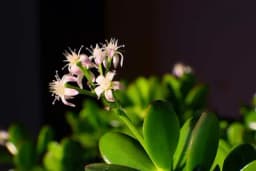 Kako podstaći drvo novca da procvjeta?