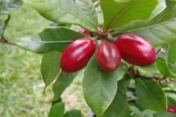 Miracolina - Čudesna bobica koja može transformisati ukus hrane