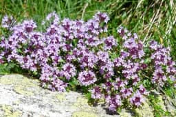 Koji tip zemljišta odgovara određenim vrstama ljekovitog bilja?