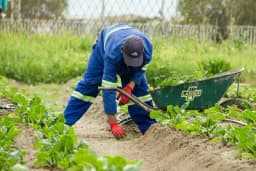 Prednosti rotacije usjeva i kako to primijeniti u vašoj bašti na zasadima povrća