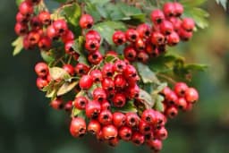 Pasulj protiv Parkinsona, glog za kardiovaskularne bolesti - Biljni lijekovi koji mogu dosta pomoći