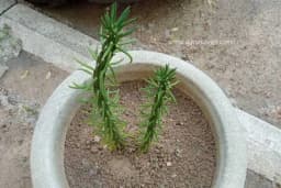 Austrocylindropuntia subulata - Kako se gaji kaktus minimalnih zahtjeva