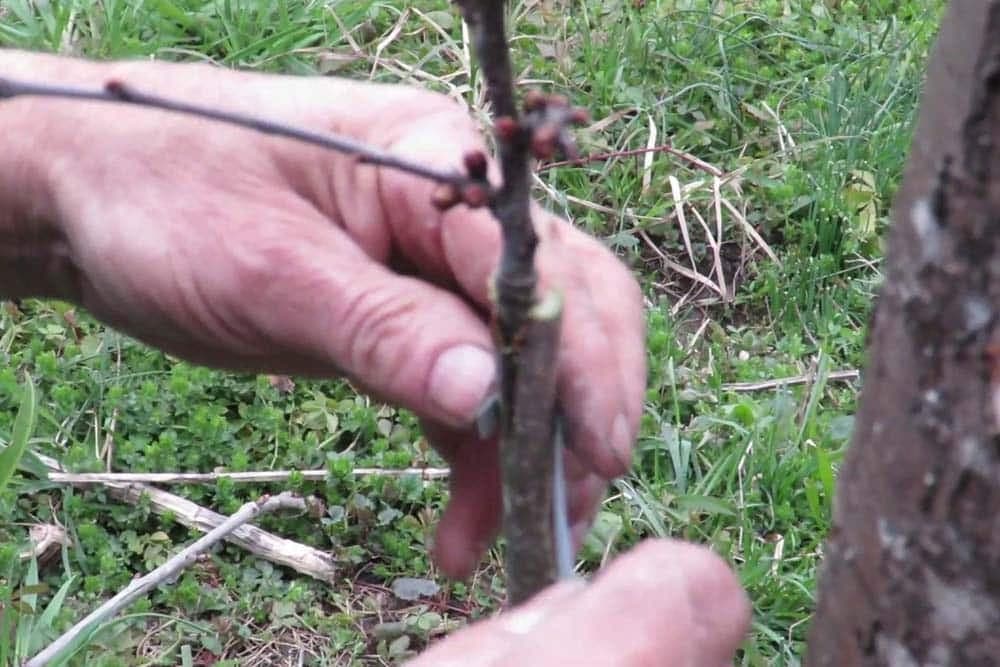 kalemljenje na procjep