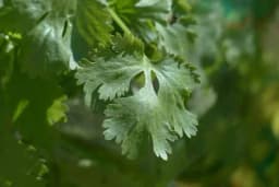 Voda od korijandera - Kako se pravi i za šta je sve dobra?