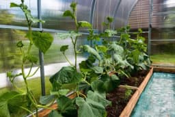 Uslovi koji su potrebni za postizanje visokih prinosa KRASTAVACA