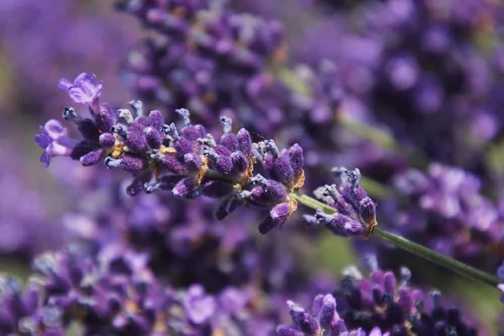 lavanda