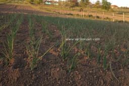 Duvanov trips i kako zaštititi luk i ostalo povrće i cvijeće