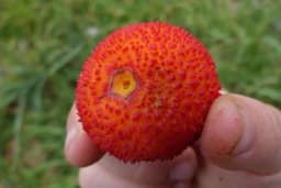 Maginja – drvo jagoda